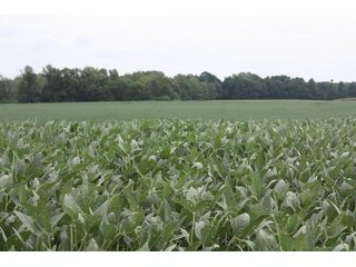 Property photo 61 - LAND AUCTION - 1,193+/- ACRES IN 14 TRACTS IN PIKE & GIBSON COUNTY, INDIANA